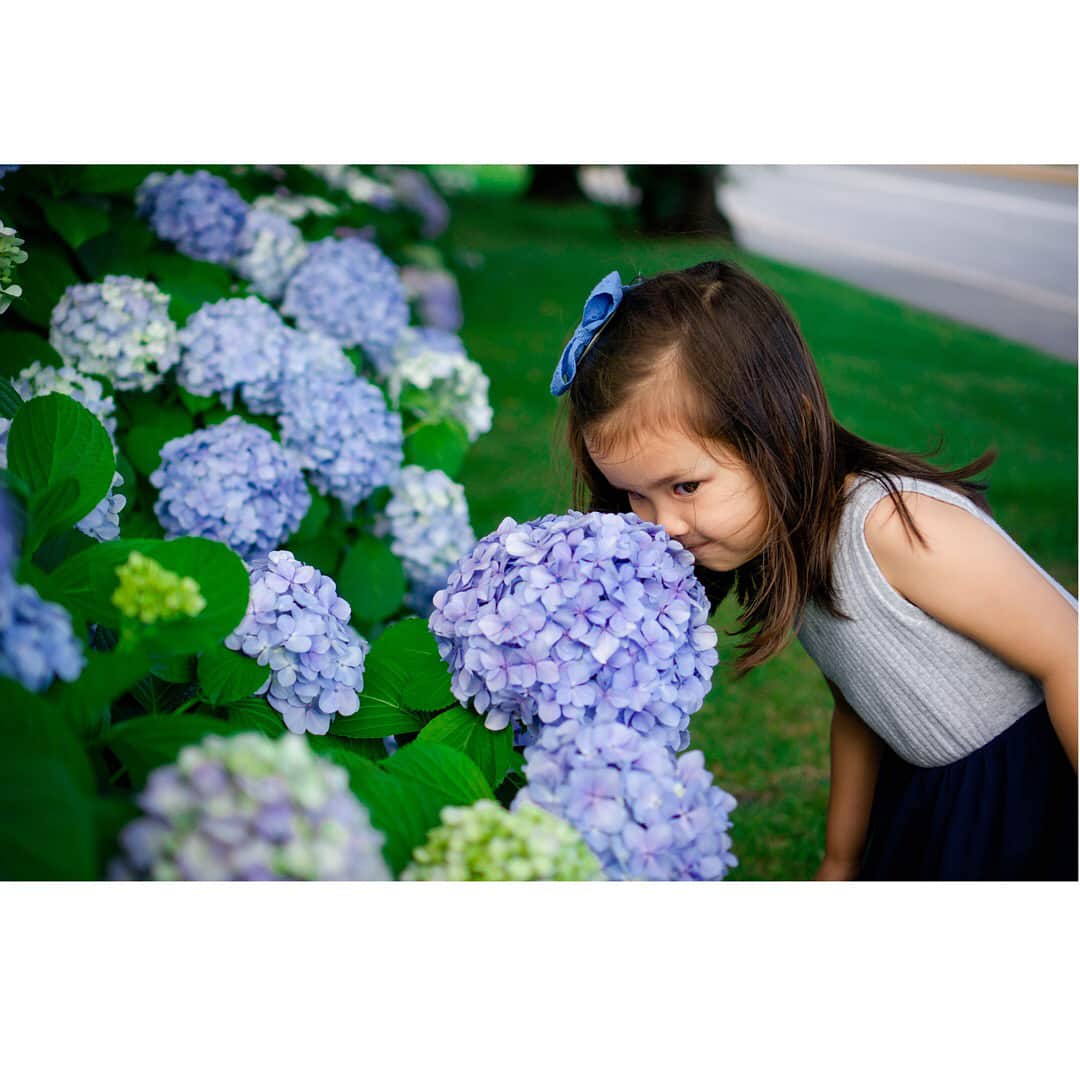 バイリンガル3兄妹さんのインスタグラム写真 - (バイリンガル3兄妹Instagram)「紫陽花…♡ ・ ・ ずっと見ていたい位の美しさ。 本当かわいいなぁ、紫陽花って♡ ・ ・ このまん丸な感じがたまらん♡ ・ ・ #紫陽花 #アジサイ #梅雨 #ママカメラ #ミラーレス一眼 #sonynex5t #バイリンガル3兄妹  #姉妹」6月13日 16時52分 - yucgram