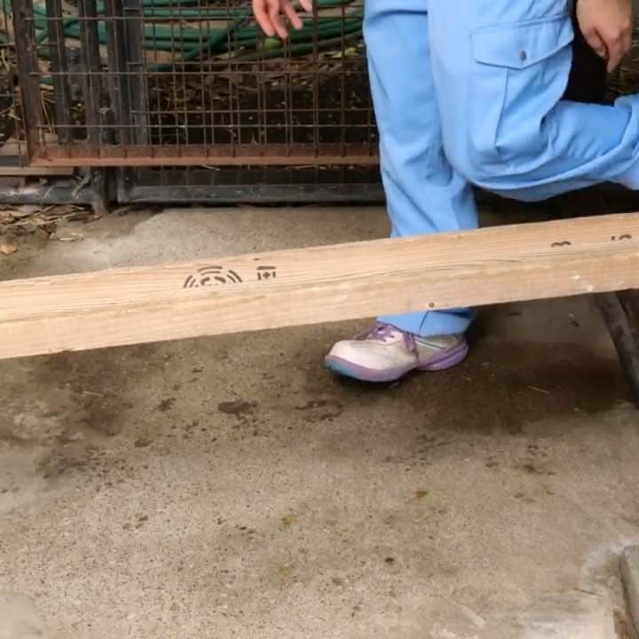 伊集院光のインスタグラム：「モルモット工場 ⭐️千葉県の市川市動植物園で見られます。一日一回ないし二回。スケジュールはホームページで。とてもよい動物園です。」
