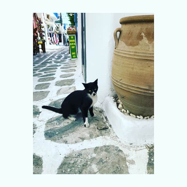 徳永英明さんのインスタグラム写真 - (徳永英明Instagram)「#hideaki_tokunaga_official #hideakitokunaga #ミコノス絵葉書#夜景#mykonos #greece  #ミコノス島#猫の島#ギリシャ  前回はペリカンばかりだったのに、今回は猫だらけ。一旦中に入ると迷路みたいで出口を探すのに必死。」5月21日 9時22分 - hideaki_tokunaga_official
