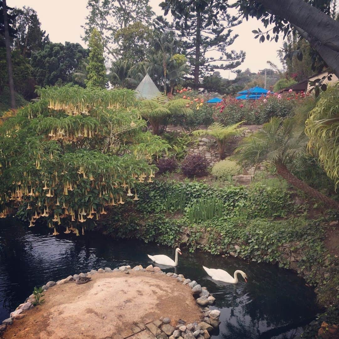 鈴木一真さんのインスタグラム写真 - (鈴木一真Instagram)「謎の湖と粋な家🌳 #LakeShrine #Yoga #EamsHouse #CaseStudyHouse #PacificPalisades #GoodVibes #GoodVibesOnly #WeekEnd」5月21日 10時58分 - _kazumasuzuki_