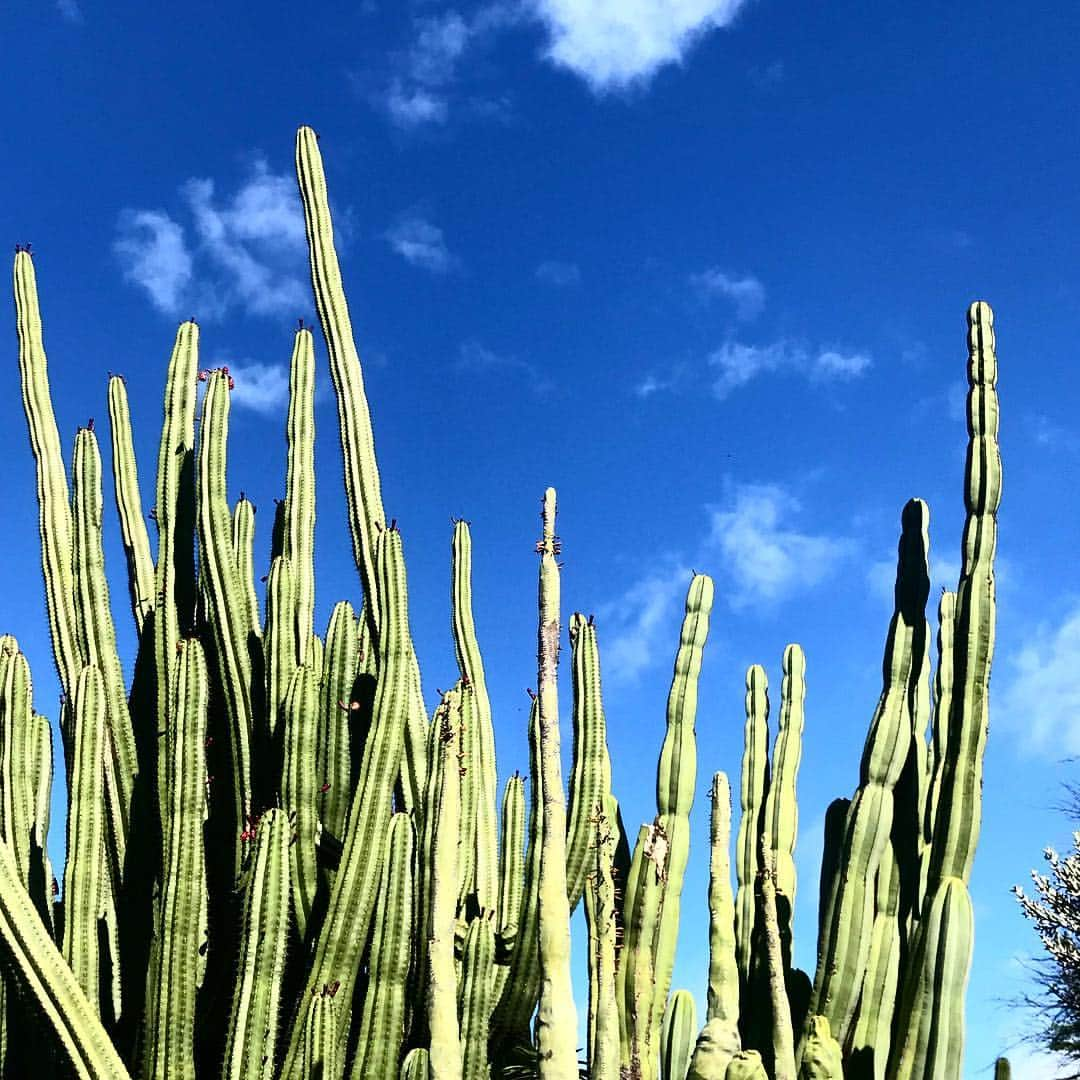 吉木千沙都（ちぃぽぽ）さんのインスタグラム写真 - (吉木千沙都（ちぃぽぽ）Instagram)「🌵🌵🌵」5月21日 11時05分 - popochan318