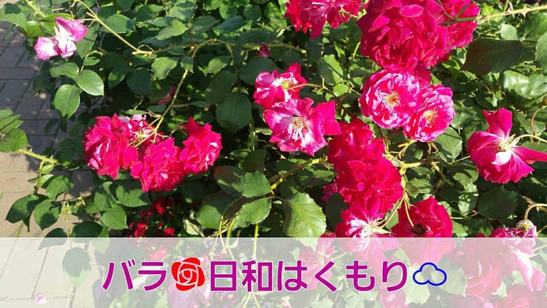 片山美紀さんのインスタグラム写真 - (片山美紀Instagram)「横浜イングリッシュガーデンにバラ🌹を見に行ってきました✨✨ バラを見に行くのに、私がおすすめする天気は、くもり☁！ 湿度が高くて、いい香りを楽しめる。写真を撮るのに余計な光が入らない。ぜひバラ日和を狙って、行ってみてください～。 #バラ#薔薇#紫陽花」5月21日 13時46分 - mikiktyma_otenkicooking