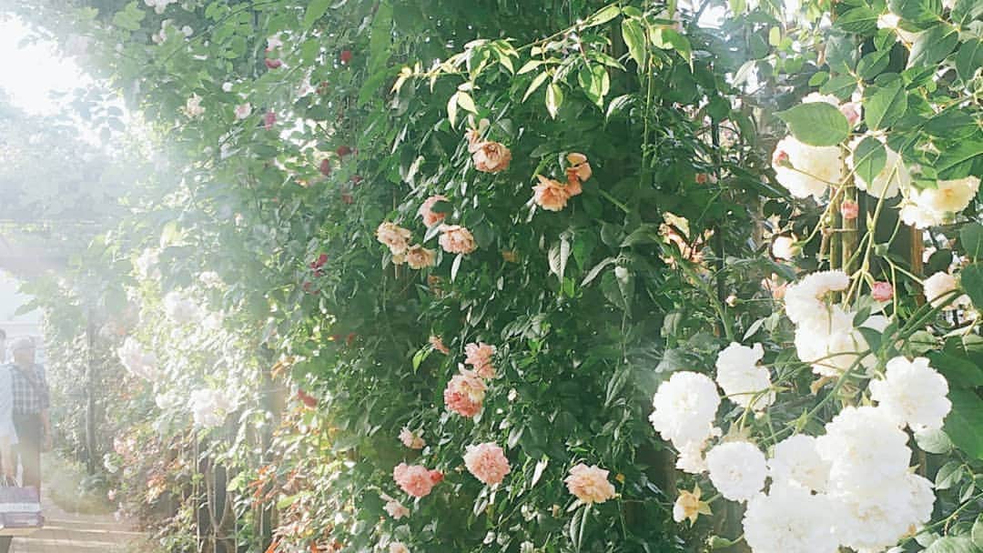 片山美紀さんのインスタグラム写真 - (片山美紀Instagram)「横浜イングリッシュガーデンにバラ🌹を見に行ってきました✨✨ バラを見に行くのに、私がおすすめする天気は、くもり☁！ 湿度が高くて、いい香りを楽しめる。写真を撮るのに余計な光が入らない。ぜひバラ日和を狙って、行ってみてください～。 #バラ#薔薇#紫陽花」5月21日 13時46分 - mikiktyma_otenkicooking