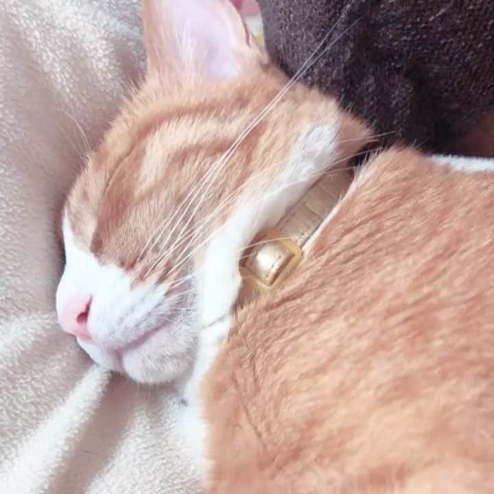 のインスタグラム：「猫達もイビキってかくのかな？(笑)  これはうちのポポたんです☺︎ . . ＊音量大きめで聞いてください。笑 #猫#ねこ#cat」