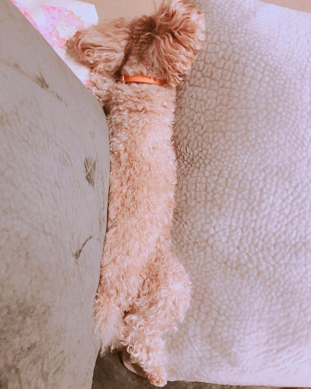 楠田亜衣奈のインスタグラム：「はさまってる… . ． ． #チップとヒメすっかり元気になりました」
