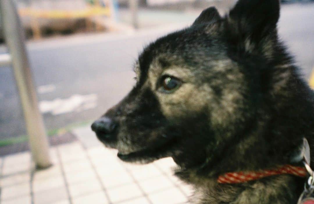 芳根京子さんのインスタグラム写真 - (芳根京子Instagram)「なんだか、幸せな朝。  #film #久々登場 #我が家の愛犬 #くまさん」5月22日 9時29分 - yoshinekyoko