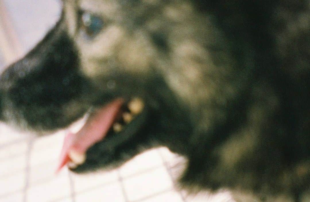 芳根京子さんのインスタグラム写真 - (芳根京子Instagram)「なんだか、幸せな朝。  #film #久々登場 #我が家の愛犬 #くまさん」5月22日 9時29分 - yoshinekyoko