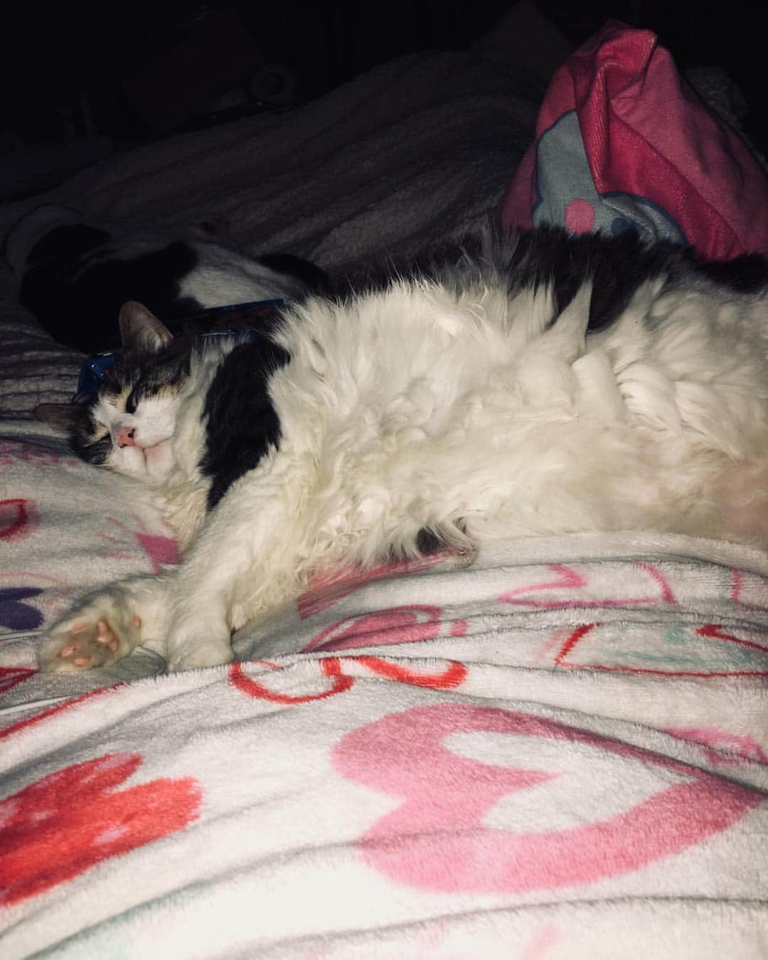 Spangles The Cross Eyed Kittyさんのインスタグラム写真 - (Spangles The Cross Eyed KittyInstagram)「Ms. Lily Lu! #fluffy #fatty #lillylu」5月22日 10時13分 - spangles09