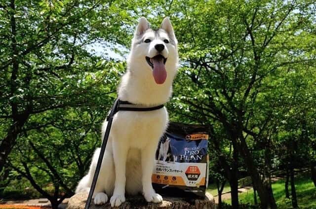 Purina Pro Plan Japanのインスタグラム：「※ シベリアンハスキーのいろはちゃん @mika_leojuri168 から、とっても素敵なお写真をいただきました✨ 青々とした新緑にキラキラと輝くような被毛がまぶしい！ ※ 一緒に写っているのは、「プロプラン 成犬期の理想的な筋肉バランスをサポート（中型・大型犬 成犬用）」です。 💁🏻‍♀️愛犬と充実した生活を過ごすためには、生涯にわたって優れた栄養を与えることがとても重要です。美味しさと栄養を追求した最新テクノロジーによる栄養設計は、愛犬の生涯にわたって健康を守ります。 詳しくは、プロフィール画面から「プロプラン」WEBサイトへ📲 🐶 #ピュリナプロプラン #ネスレ #ピュリナ #プロプラン #PURINA #PROPLAN #proplandog #プレミアムフード #ドッグフード #シベリアンハスキー #SiberianHusky」