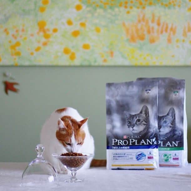 Purina Pro Plan Japanのインスタグラム：「※ 素敵なおうちに住む、れいちゃん @rei_nyanz が、プロプランを試してくれました！「粒が小さくて食べやすい様で、モリモリ止まらない食べっぷりでした。」とのこと。もりもり食べてくれる様子を見ているだけで幸せな気持ちになりますよね♪ ※ 一緒に写っているのは、「ピュリナ プロプラン 7歳以上の成猫用＜ロンジェビス＞」。理想的な健康寿命をサポートします。 💁🏻‍♀️「ピュリナ プロプラン 7歳以上の成猫用」は、ビタミンA、C、E、オメガ3脂肪酸、オメガ6脂肪酸を含むすべての必須栄養素に加えて、天然由来のプレバイオティクスを配合した高品質フードです。 詳しくは、プロフィール画面から「プロプラン」WEBサイトへ📲 🐈 #ピュリナプロプラン #ネスレ #ピュリナ #プロプラン #PURINA #PROPLAN #proplandog #プレミアムフード #キャットフード」
