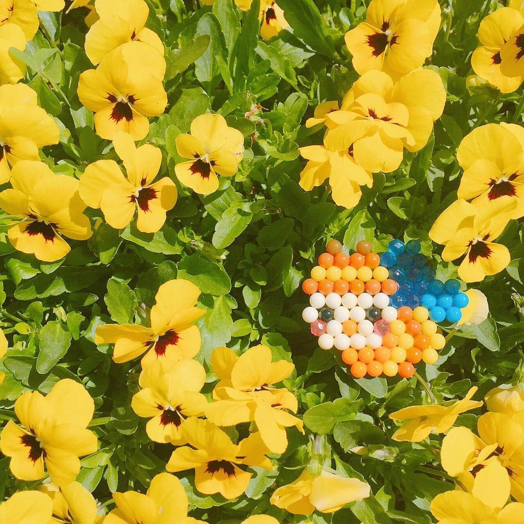 アクアビーズ公式さんのインスタグラム写真 - (アクアビーズ公式Instagram)「ぶんぶんぶ～ん♪ 春の陽気は気持ちいいですね～☀️ ミツバチも花の蜜を探しにきましたよ🐝 #aquabeads #アクアビーズ #ビーズ #beads #パンジー #pansy #蜂 ＃みつばち #ミツバチ #bee #🐝」5月22日 18時01分 - epoch1958_jp