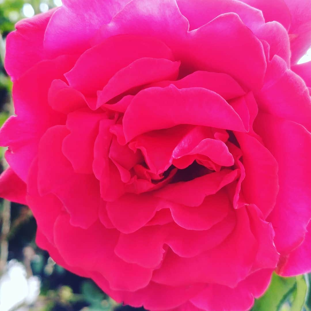 甲斐まり恵のインスタグラム：「薔薇は薔薇は美しゅう咲く！  #薔薇 #美しく #咲く #エネルギー」