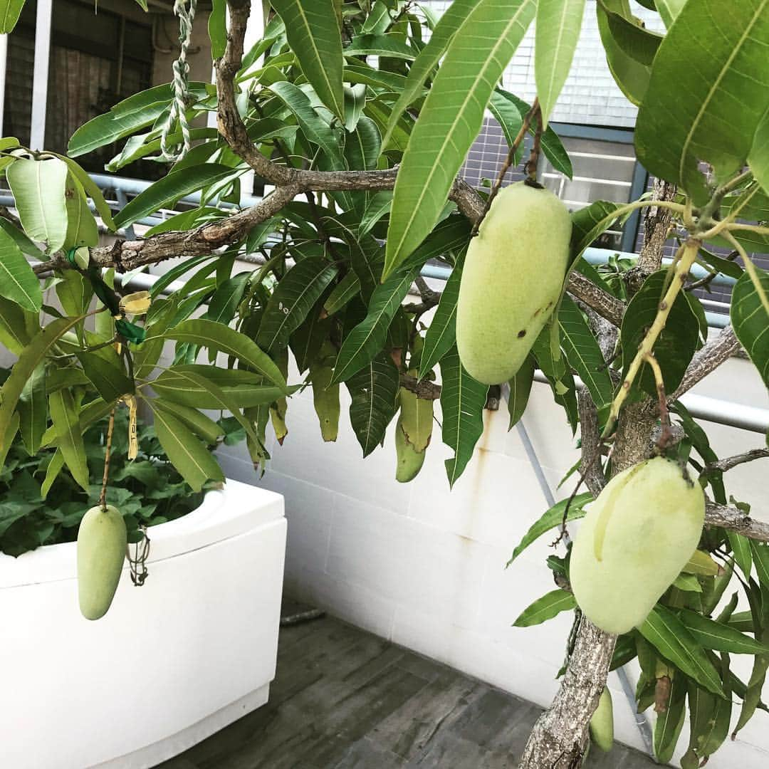 陳露のインスタグラム：「My mango 😋」