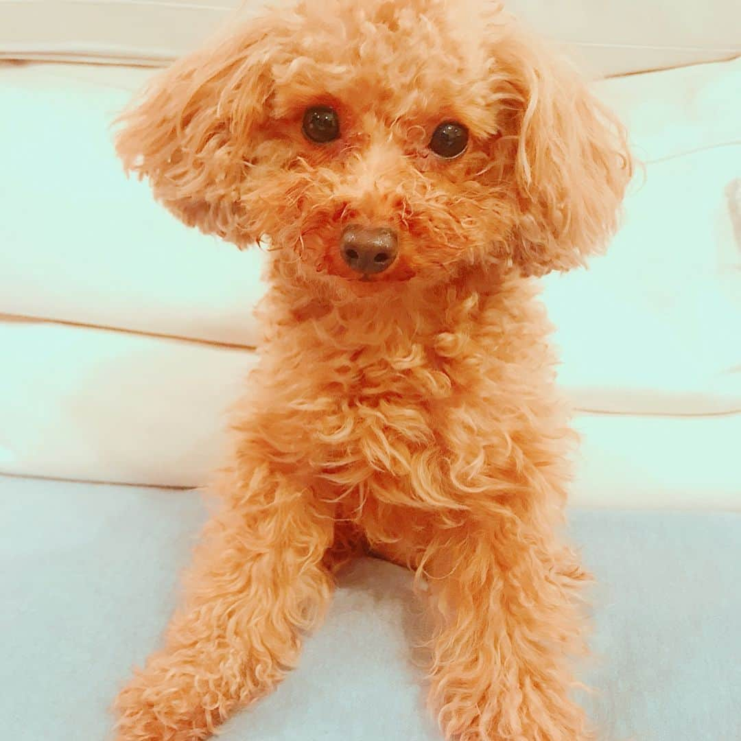 香里奈さんのインスタグラム写真 - (香里奈Instagram)「Happy B.D to my sweet Lemon chan 🐶✨💖✨🎂✨🎉 今夜は愛犬れもん🍋の誕生日だった！ うちの犬の中で1番ちっちゃいのに、すごく元気でよく食べる！！ これからも元気に育ってね！ Love u !! Lemon!! 😝💝 #iamkarina #itisnotfake #forreal #LEMON #れもん #長女 #523 #3yearsold #3歳 #トイプードル #toypoodle  #smallest #happybirthday  #lovefamily  #happylife #毎日ありがとう #thankyou #香里奈  #karina」5月23日 23時40分 - karina_official_221