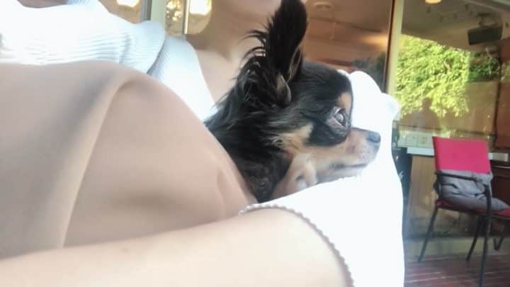 のインスタグラム：「お外では膝の上が1番安全🐶✨ #Ulu #Uluさん #子犬 #チワワ #ロングコートチワワ #愛犬」