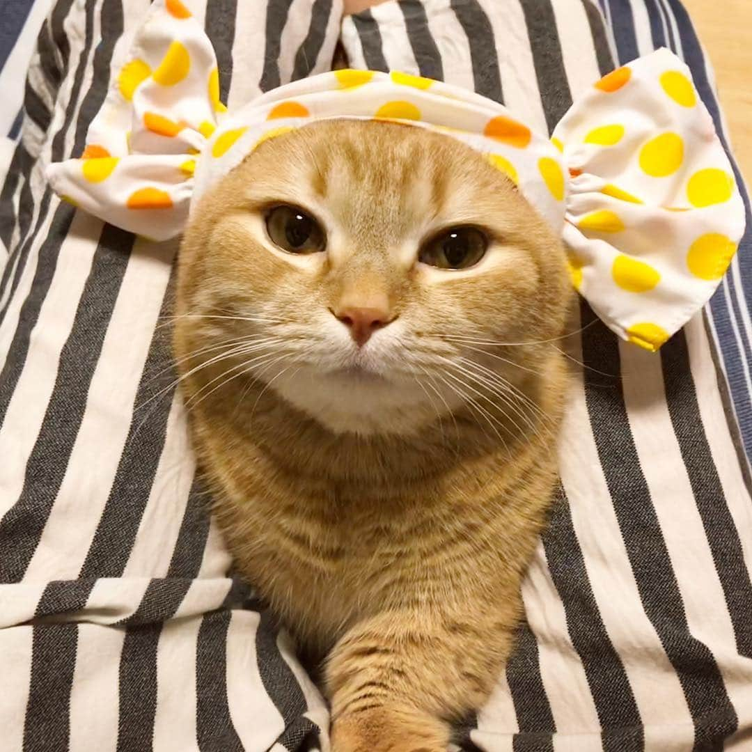 Purin_munchkincatさんのインスタグラム写真 - (Purin_munchkincatInstagram)「キャンディプリンちゃん🍬 足に挟まっちゃったにょ😝💕 #ねこキャンディちゃん #ねこのかぶりもの  #マンチカン #茶トラ #短足 #短足マンチカン #ねこ部 #cat #munchkincat #catstagram #ilovecat #ふわもこ部 #catloversclub #munchkinlovers #にゃんすたぐらむ」5月23日 18時28分 - purin_nyan