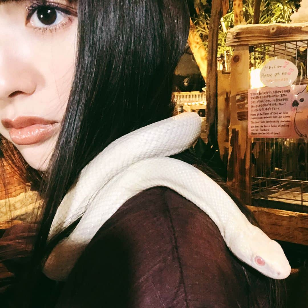 鈴木えみさんのインスタグラム写真 - (鈴木えみInstagram)「（蛇が苦手な方、ごめんなさい。） 白蛇ちゃんが最高にかわいかったです❣️❣️ 飼いたいけど餌やりがネック🤔#アウルの森 #コーンスネーク #白蛇」5月23日 21時49分 - emisuzuki_official