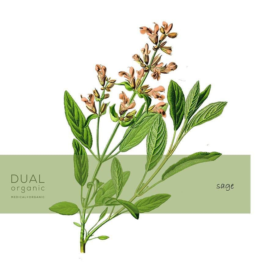 Dualorganicさんのインスタグラム写真 - (DualorganicInstagram)「dualorganic配合のハーブをご紹介🌿 3つ目はセージ。 女性ホルモンのバランスを整えるのが得意で、不安定になりがちな女性特有の揺らぎにもおすすめ。 収れん効果もあるので、お肌を引き締めて細かいなめらかなお肌に整えます。 ・ シソ科の植物で、紫や白の小花を咲かせるハーブ。古代ギリシアの時代からメディカルハーブとして使われてきた古い歴史があり、抗酸化の高さが有名です。 ・ ・ ・ #デュアルオーガニック #オーガニック医薬部外品 #オーガニック #オーガニックコスメ #医薬部外品 #薬用 #スキンケア #アクネスキンケア#ラベンダー #タイム #セージ #ハーブ #植物 #大人ニキビ #コンプレックス #美肌 #美活 #綺麗 #笑顔 #スマイル #心 #体 #リベルタ #dualorganic #organic #medical #skincare #organiccosme」5月24日 12時15分 - dualorganic