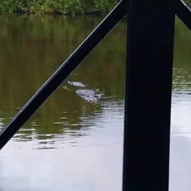 リチャード・ルッコロのインスタグラム：「Stalked in #mexico #cancun. #crocodile #wildlife」