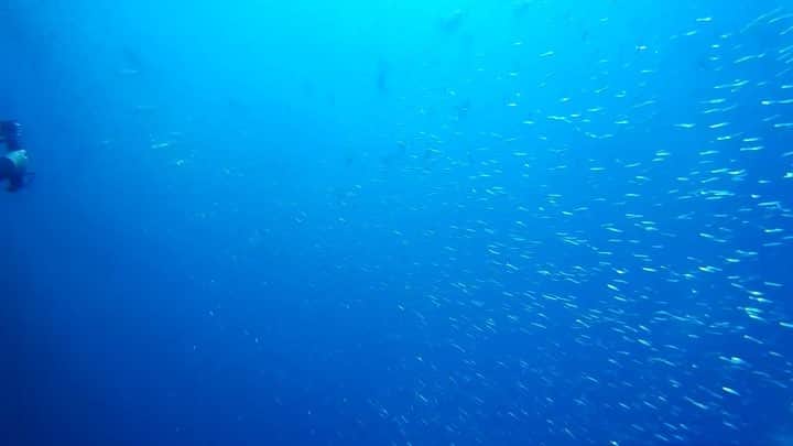 志摩夕里加のインスタグラム：「宇宙かと思った🌊🌊 ・ ゆったり潜りたいって思ってたのに1本目から水深50mまで一気にいって、とてもハードでした🤪 ・ #diving #cebu #scubadiving #Philippines #何とか鯛」