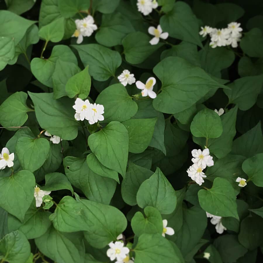 福田里香さんのインスタグラム写真 - (福田里香Instagram)「brestweed  の可憐な白い花。 ブレストウィードは、どくだみの英語名。 どくだみの話を聞いてください。 • 近くの草ボーボーの土手のどくだみは毎年、八重咲きなんですよ。 近所をどくだみパトロールしても八重咲きはここだけなんです。 • 繁殖力で一重咲きに負けちゃうのかな。 一重はシックに美しい、八重はブラウスの襟のフリルみたいにはなやか。 #brestweed #名前で印象が変わるという話でもある #梅雨が明けたら虫刺されのシーズン #homemade_brestweed_anti_itch_medication #なんであれ見た目が美しいに越したことはない #肌につけるから奮発して純米焼酎ベース」5月26日 7時44分 - riccafukuda