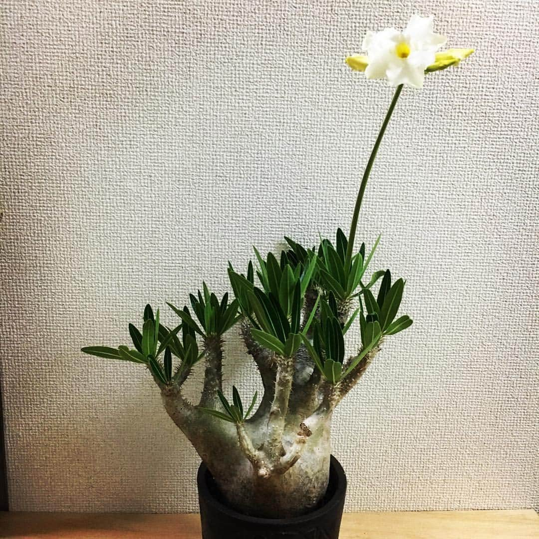 ハザマ陽平さんのインスタグラム写真 - (ハザマ陽平Instagram)「白花のイノピ  癒される！  #塊根植物  #パキポディウム #イノピナーツム #イノピナツム」5月26日 0時28分 - hazamayohei0703