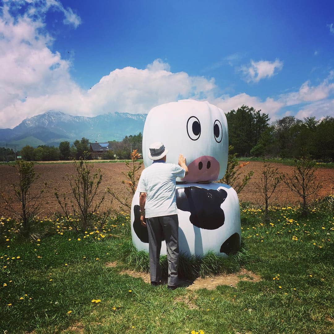 吉田沙織のインスタグラム：「******** 祖父と牛とたんぽぽ Grandpa, Cow and Flower Abuelo y Vaca y Flor 👴🏼&🐮&🌼 ***** #3つのかわいいもの #3cutethings #3cosaslindas」