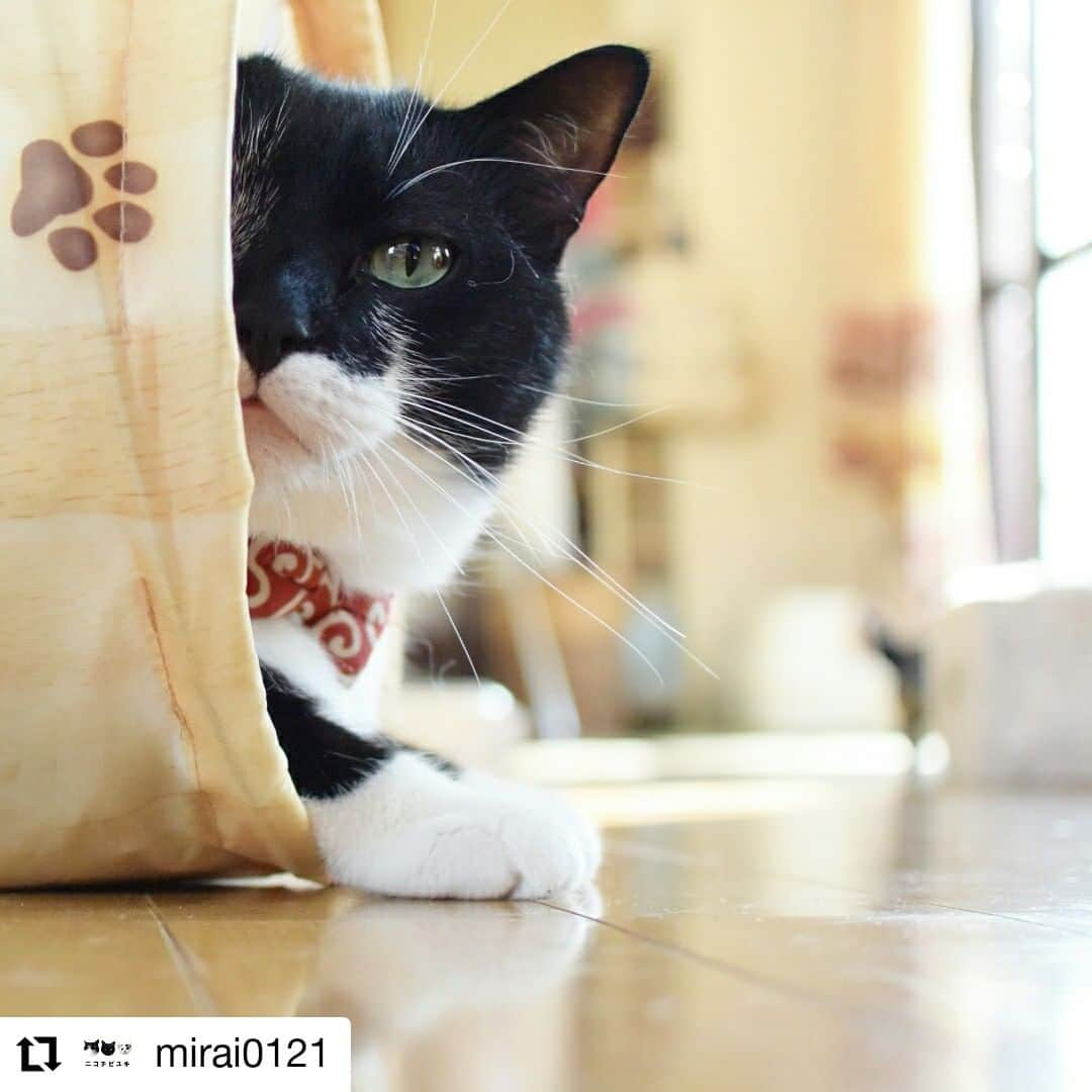 猫壱（ねこいち•ネコイチ）さんのインスタグラム写真 - (猫壱（ねこいち•ネコイチ）Instagram)「【Instagramに投稿して猫壱商品を貰っちゃおう✨】 こっそり👀 ▫ ▫ #覗き見♪ #怒られちゃった #後なのかな？ ▫ ▫ :::::::::#猫壱 ::::::: #猫壱キャンペーン 5月は#キャットトンネル が対象です👍 お持ちの皆様、ぜひご応募くださいね❤ ▫ ▫ Instagramに登場した商品はプロフィールのリンクよりご覧いただけます🎶 気になる方は @necoichicojp からチェックしてくださいね❤ ▫ #Repost @mirai0121 thank-you💕💕💕💕 #ニコ #nicochibiyuki #マスク猫同盟 #猫 #黒白猫 #タキシードキャット #cat #blackandwhitecats #tuxedocat #ピクネコ #ペコねこ部 #みんねこ #catsofinstagram #instacat_meows #pecon #peconねこ組 #にゃんとかめら #ねこたうん #doorイベント #mirai0121」5月26日 11時59分 - necoichicojp