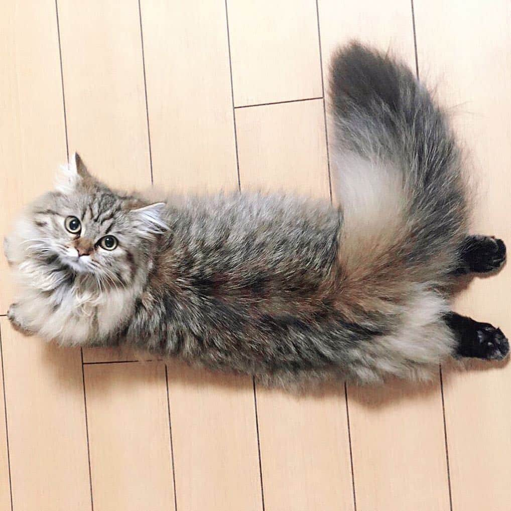 猫好き集合!! みんなのねこ部 [みんねこ] さんのインスタグラム写真 - (猫好き集合!! みんなのねこ部 [みんねこ] Instagram)「びよーーーん🐱 めるちゃん♀ * #repost @meeeeeetaro * #びよーん #しっぽがすごいモフモフ #後ろ足まで伸ばして #くつろぎ中 #カメラ目線いただきました😽 * #みんねこ」5月26日 20時32分 - minneko.jp