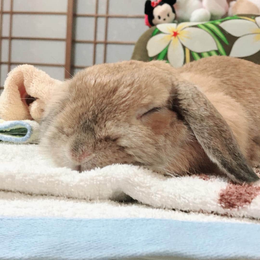 鈴華ゆう子のインスタグラム：「中々会えないうめちゃんの写真が届きました。ペタァァアァァァってしてるん(´艸｀) #hollandlop #bunny #rabbit #rabbit🐰」