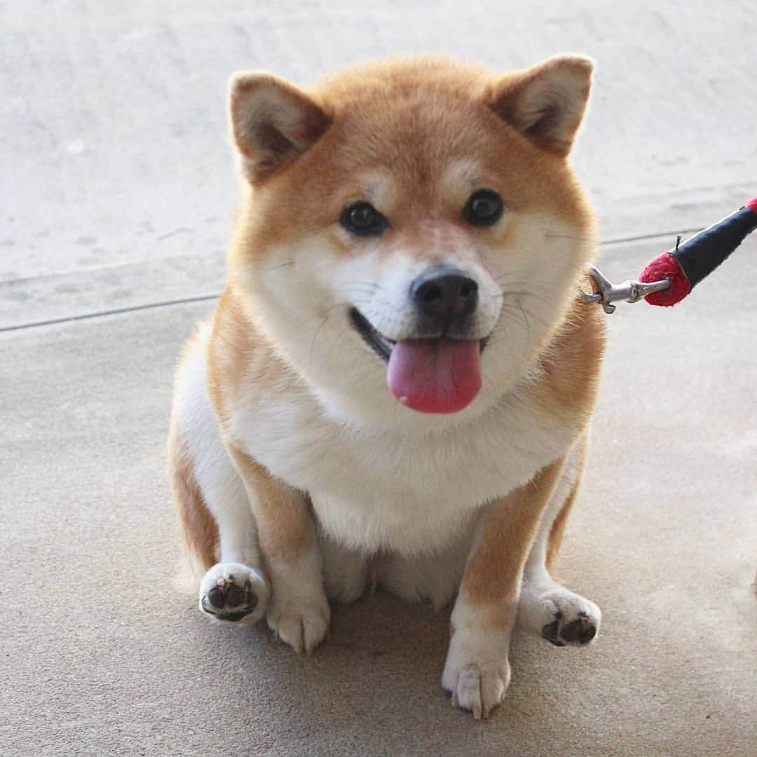 柴犬たま Shibainu Tamaのインスタグラム