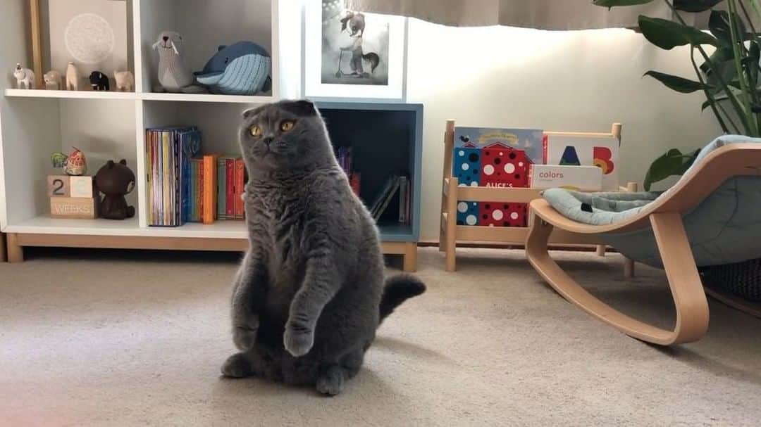Baconのインスタグラム：「As they say, happy cat happy life 😸😸😸. No one wants those nasty flea critters in your fluffy companion!!! 🙅🏻‍♀️ #championcat #ComfortisCat #sponsored」