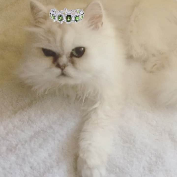 浅野菜緒子のインスタグラム：「Welcoming a Monday like King Meenyan @meenyastagram 👑  #composed #dignified #royal #yourmajesty #longlivetheking #cat #NaokosCatsDiary」