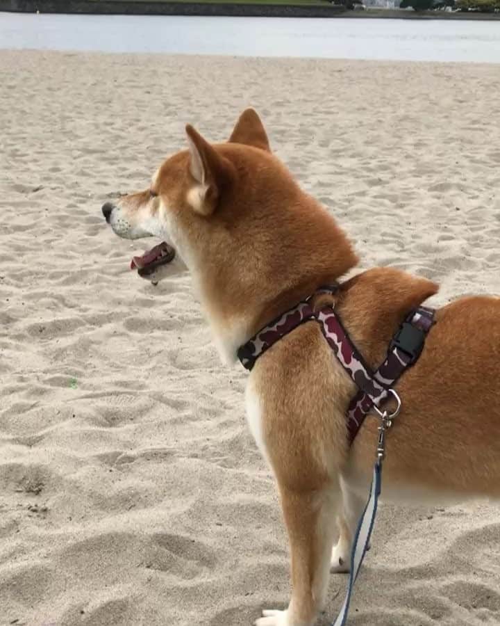 高橋みゆきのインスタグラム：「お台場きたよ🐶❣️お散歩💨旦那は買い物😒パンケーキ🥞でも食べるかな🤫w #お台場 #クラ吉 #散歩 #のんびり #海」