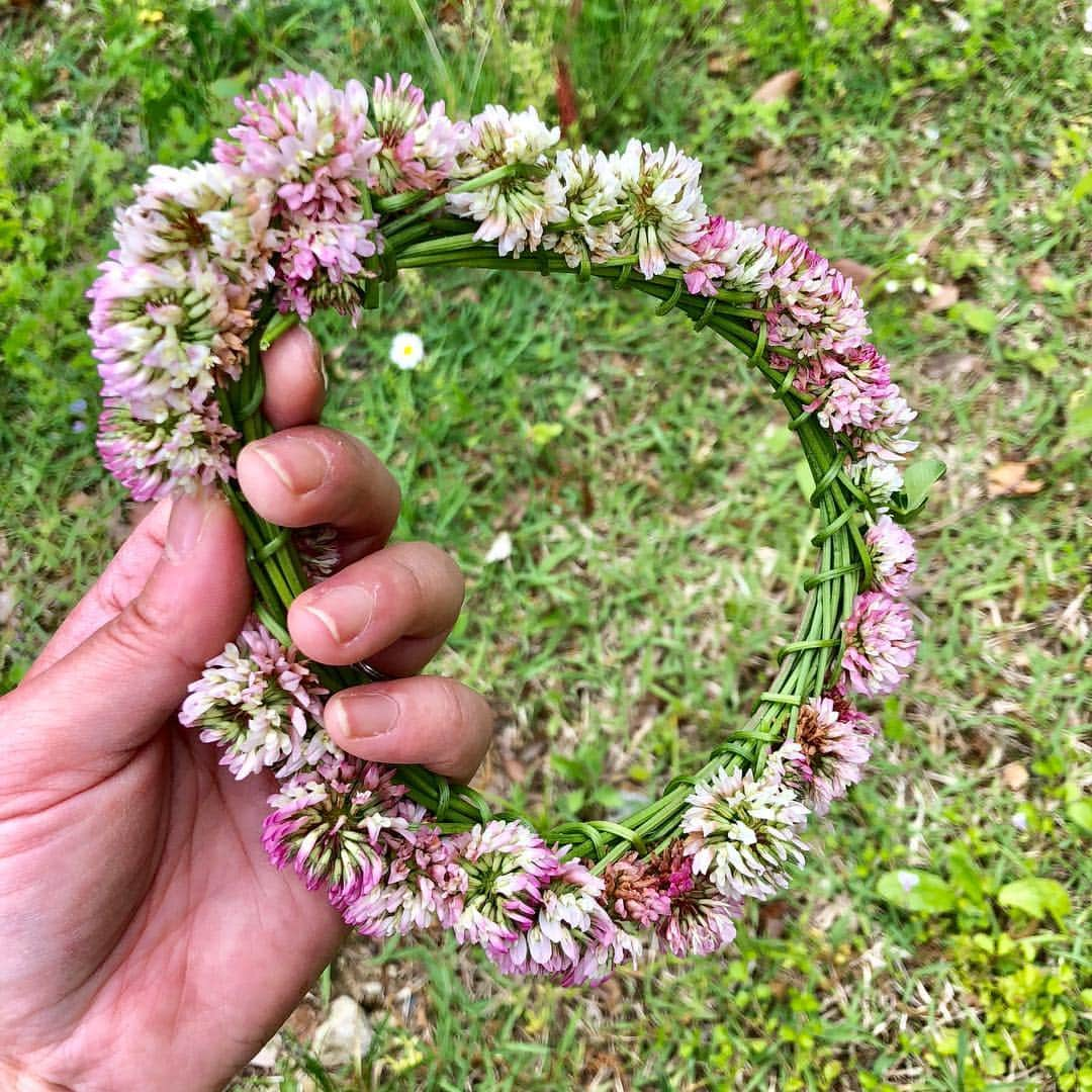 原千晶のインスタグラム：「とある公園で、可愛らしいピンクのクローバーのお花を見つけたので、童心にかえって 王冠を作ってみた！ 普通、白詰草のお花は白いのが多いので、ピンクがあまりに 可愛くて… しばらく持ち歩いていたら 近くに小学校2年生くらいの  可愛らしい女の子がワンちゃんのお散歩してて、 クローバーのお花を摘んで いたので、思わずオバチャン 「これ、あげる！」って しちゃいました。 「わぁ、すごい！キレイ」 とっても素直に喜んでくれたので私までハッピー♪ クローバーっていくつだろうと女子のココロ掴むのね🍀 #クローバーの王冠  #よつばのクローバー  #いつまでも子供  #よつばのクローバー300本くらい見つけた」