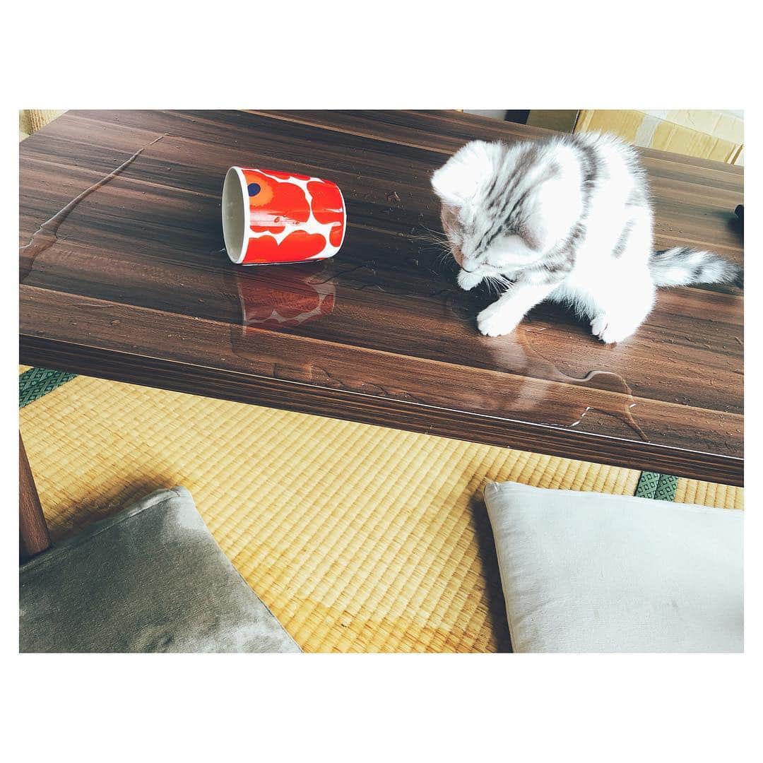 岡本玲さんのインスタグラム写真 - (岡本玲Instagram)「. うん、まぁ、そうなりますよね🤦🏻‍♀️ わたしもまだまだ新米猫ママだからね、一緒に成長しようね。」5月29日 10時09分 - rei_okamoto