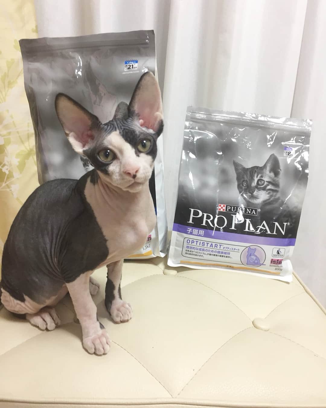 Purina Pro Plan Japanのインスタグラム：「※ スフィンクスのエレノアちゃん @kokoayane の元にやってきた、芥子（からし）くん✨ あっという間に仲良くなって、ご家族もひと安心だそう。 ご飯はお姉ちゃんと同じく「プロプラン」ですくすく成長中です♥️ ※ 一緒に写っているのは、「ピュリナ プロプラン 子猫用＜オプティスタート＞」。理想的な成長のための健康維持をサポートします。 💁🏻‍♀️「ピュリナ プロプラン 子猫用」は、ビタミンC、D、DHA、初乳成分「コロストラム」を含むすべての必須栄養素を配合した高たんぱく※のフードです。 ※「ピュリナ プロプラン 成猫用」よりも約12%高たんぱく 詳しくは、プロフィール画面から「プロプラン」WEBサイトへ📲🐈 #ピュリナプロプラン #ネスレ #ピュリナ #プロプラン #PURINA #PROPLAN #proplancat #プレミアムフード #キャットフード #スフィンクス #sphynx」
