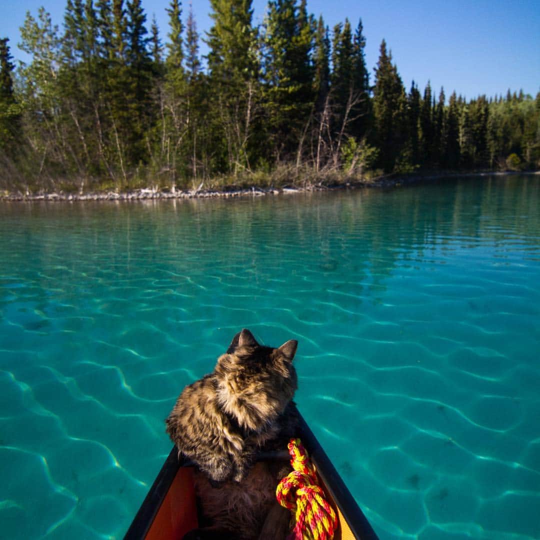 Bolt and Keelのインスタグラム：「Dreaming of canoes and aqua-colored water 😽 #boltandkeel」