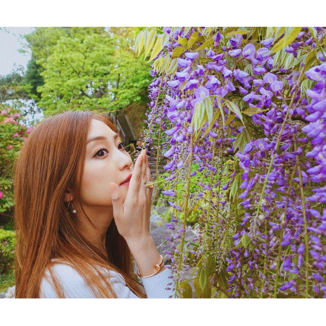 辰巳奈都子さんのインスタグラム写真 - (辰巳奈都子Instagram)「ふじ♡ #japan #fuji #kamakura #park #flower #flowers #purple」5月29日 21時27分 - tatsumi_natsuko