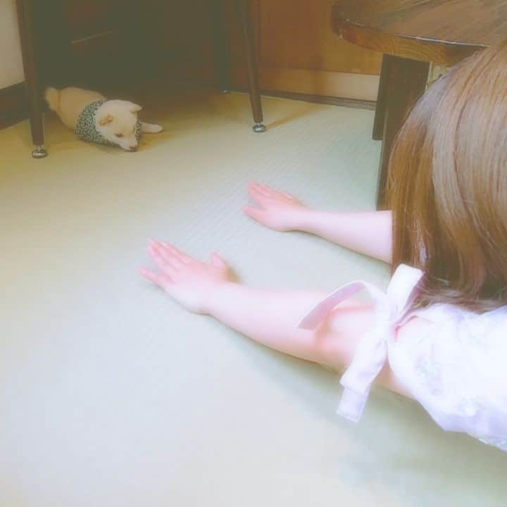 のインスタグラム：「👼可愛すぎ注意👼天国👼  今日の出来事ぜんぶ濃すぎてどれから載せたらいいか困る。笑  お気に入り💓 #豆柴カフェ #柴犬 #豆柴 #大好き #子犬 #白 #かわいすぎる #きたぁーーと思ったらフェイント #ひとみらっち #なかむらみら  #ひとちゃんゆる動画」