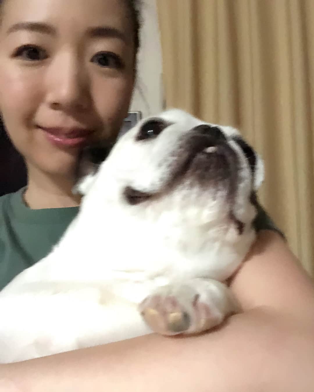 進藤やす子さんのインスタグラム写真 - (進藤やす子Instagram)「帰ってきちゃった❤️ なっちゃん🐼起きてきてくれてありがとね。 （いや、起こしてごめんが正しい😂） . 上向きだとなんの生き物かよくわからないね笑 .  #棗日記 #なっちゃん🐼 #なっちゃん時間 #保護犬出身 #保護犬カフェ卒業生」5月30日 0時04分 - yasukoshindo