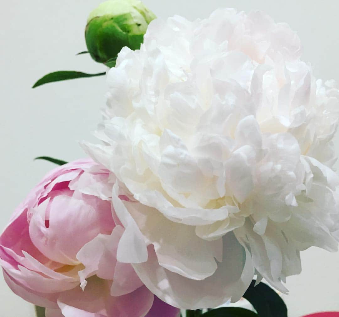 須黒清華のインスタグラム：「シャクヤクの花。 お部屋中が良い香り〜♪ さ、無理矢理マツコ、見ましょうか〜‼︎」