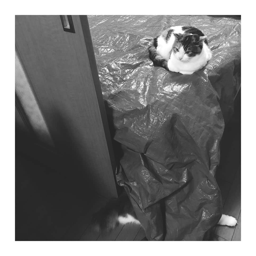 三好春奈のインスタグラム：「上の子と下の子 #cat #myuuuuuu #銀次 #頭隠して… #なかった #ベッドカバーはビニールシート」