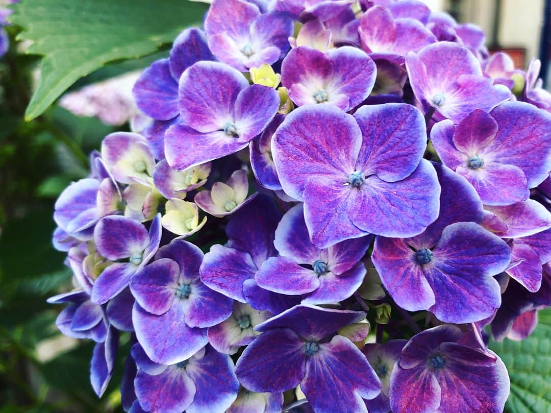 海老原優香さんのインスタグラム写真 - (海老原優香Instagram)「💜 ・ ・ もう紫陽花の季節ですね☺︎ ・ 皆さんは、どんな色がお好きですか？☺️ #紫陽花#☔️ #お家の近くで見つけました #綺麗だなぁ」5月30日 20時19分 - ebioffi