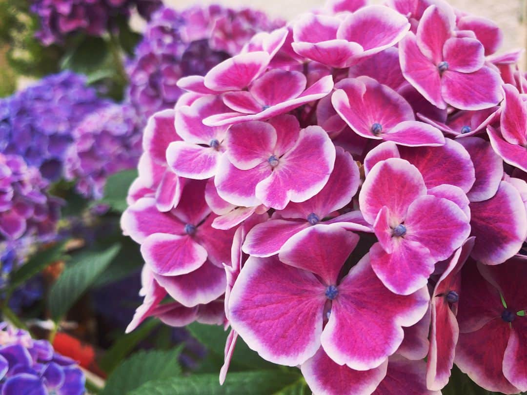 海老原優香さんのインスタグラム写真 - (海老原優香Instagram)「💜 ・ ・ もう紫陽花の季節ですね☺︎ ・ 皆さんは、どんな色がお好きですか？☺️ #紫陽花#☔️ #お家の近くで見つけました #綺麗だなぁ」5月30日 20時19分 - ebioffi