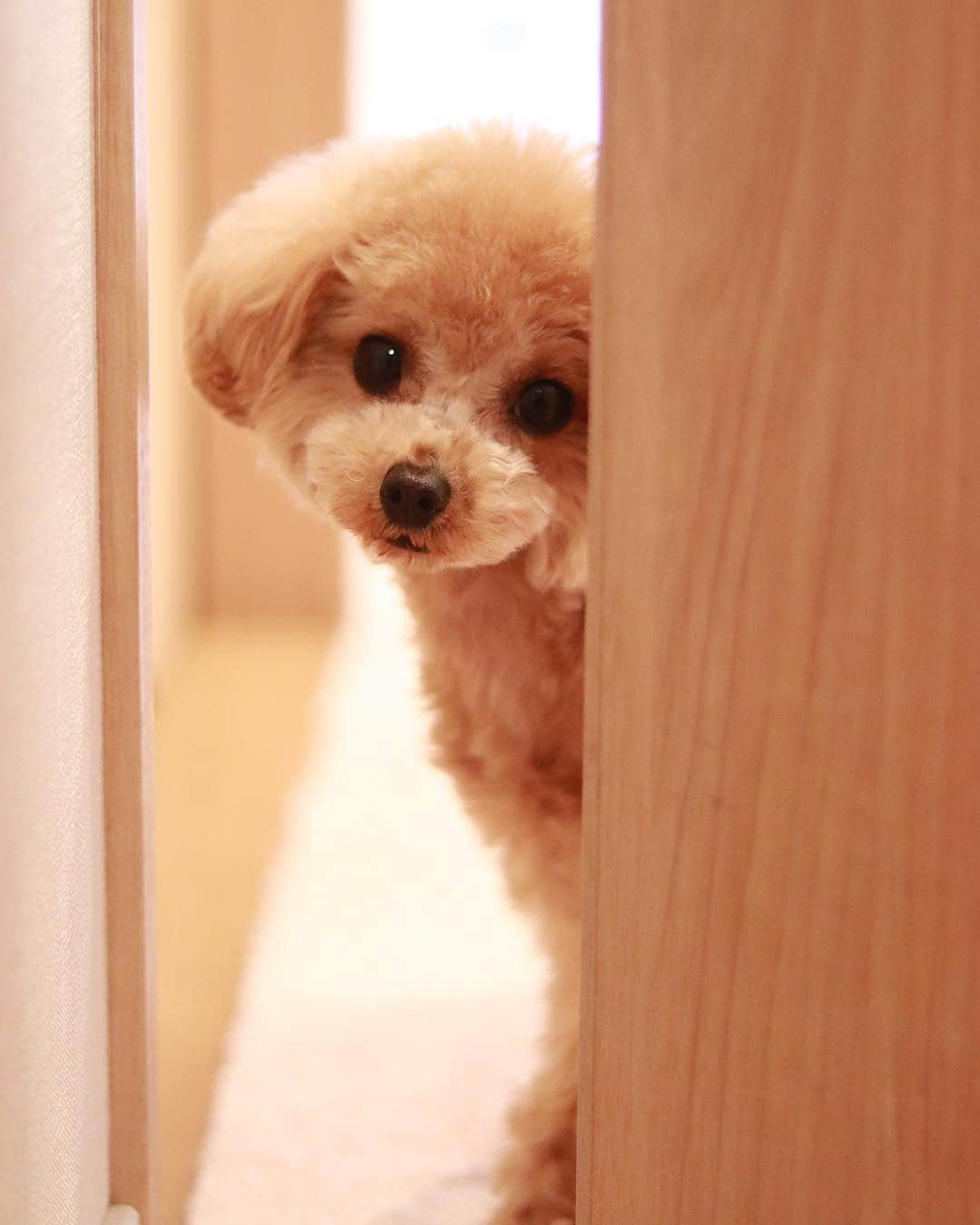 いぬ部のインスタグラム：「【クレイジーいぬ部】 ひょっこりは〜ん♡ ・ ・ 動画提供：トイプードルのななちゃん ルナちゃん-Thank you! Instagram：@391kozue ・ ・ #ひょっこりはん #トイプー #クレイジー いぬ部 ・ ・ #トイプードル #いぬ #犬 #イヌ #いぬ部 #クレイジーいぬ部 #わんこ #かわいい #カワイイ #instadog #ilovemydog#ilovedog #dogstagram #dogsofinstagram#kawaii #dogs #dogoftheday #doglover #cute #instagood」