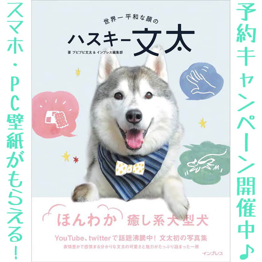 インプレスブックスのインスタグラム：「YouTubeやTwitterなどで人気急上昇中のハスキー文太（@pupipupi_pupipi）の初写真集が7月13日に発売決定👏 ふわもこ癒やしボディの文太の魅力がまるっと詰まった撮り下ろしも満載の1冊です🐕📚 ただいま、Amazon.co.jp、楽天ブックス、honto、セブンネットショッピングでご予約の方を対象に、スマホ・パソコン用の特製壁紙などがもらえる予約キャンペーンを開催中〜♪ たくさんのご予約お待ちしております☺️✨ . ＊予約キャンペーンページはこちら＊ https://goo.gl/TnmZU3 . #プピプピ #文太 #ハスキー #ハスキー犬 #写真集 #photobook #犬 #dog #もふもふ #もふもふ犬 #もふもふ部 #いやし犬 #いやし系 #ほんわか #のんびり #キャンペーン #campaign #プレゼント #present #本 #書籍 #book #インプレス #impress」
