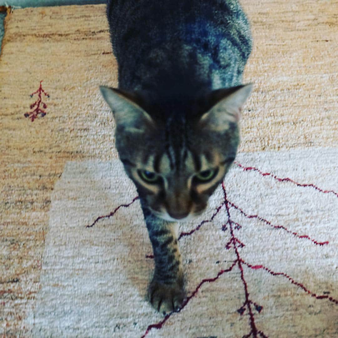 のインスタグラム：「ごうらくんという。息子の家からもらってきたかわいい猫。どうしてそんな名前にしたのか。聞き辛い。」