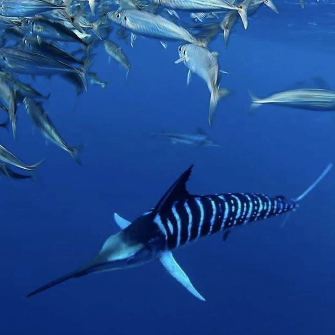 Costa Sunglassesさんのインスタグラム写真 - (Costa SunglassesInstagram)「When a striped marlin is on the hunt...#repost @almcglashan⠀⠀⠀⠀⠀⠀⠀⠀⠀ ...⠀⠀⠀⠀⠀⠀⠀⠀⠀ #seewhatsoutthere #marlin #billfish #water #bornonthewater #underwater #fish #blue #fishing」5月31日 23時49分 - costasunglasses