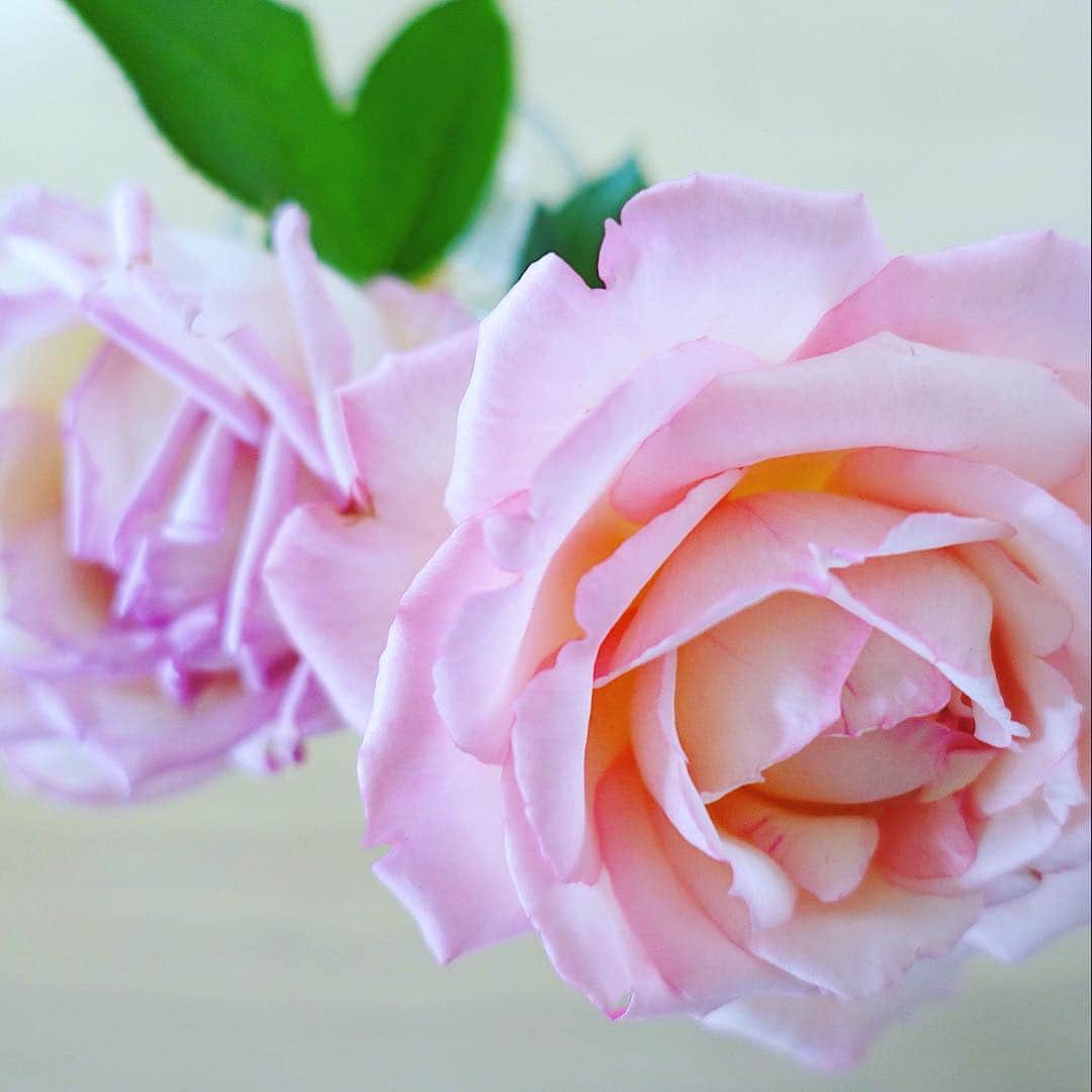井嶋ナギさんのインスタグラム写真 - (井嶋ナギInstagram)「「オノレ・ド・バルザック 」最後に咲いた一輪。 ぼかしのキモノがたまらなく好きなのと同じように、覆輪（ピコティ）の花が好きだ。  #HonoredeBalzac #Balzac #バルザック #文豪 #バラ #薔薇 #rose #flower #picoty」6月1日 12時30分 - nagi_ijima